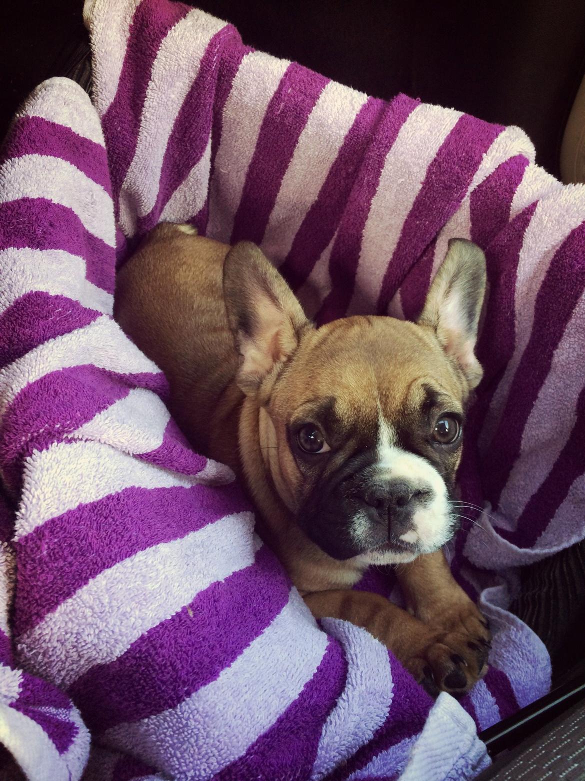 Fransk bulldog Tyson billede 7