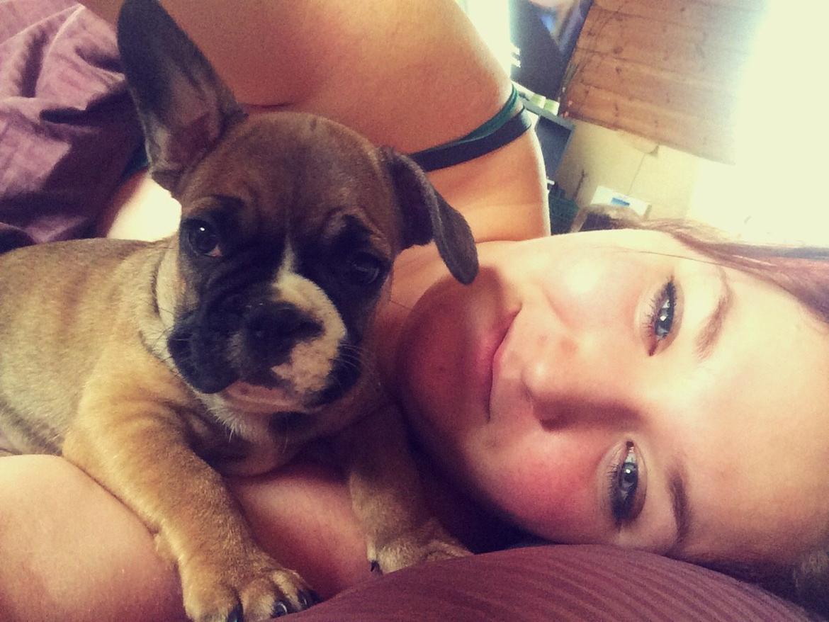 Fransk bulldog Tyson - Dagen efter hjemkomst billede 1