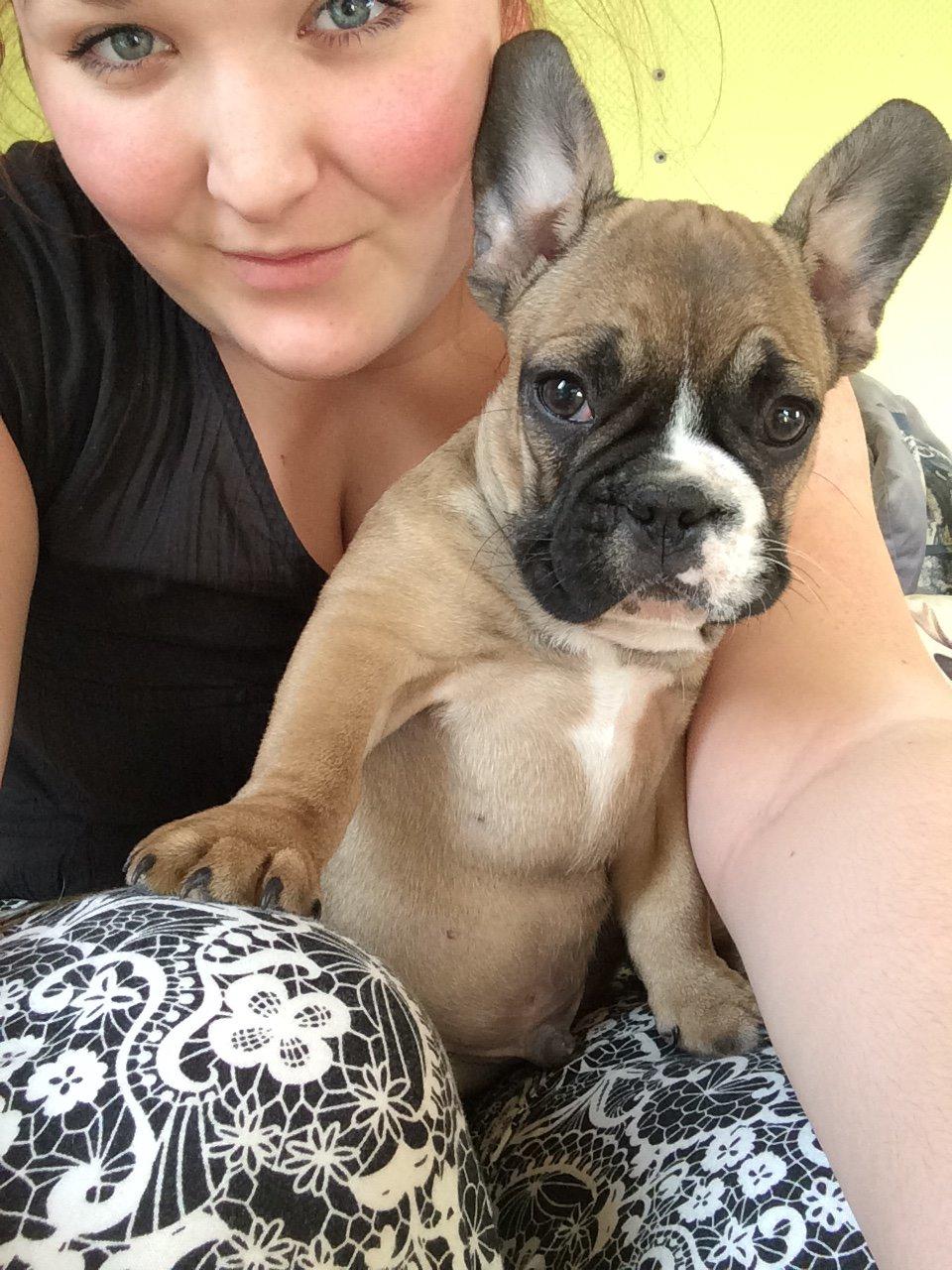 Fransk bulldog Tyson billede 9