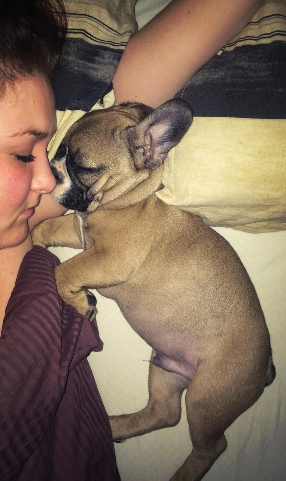 Fransk bulldog Tyson billede 10