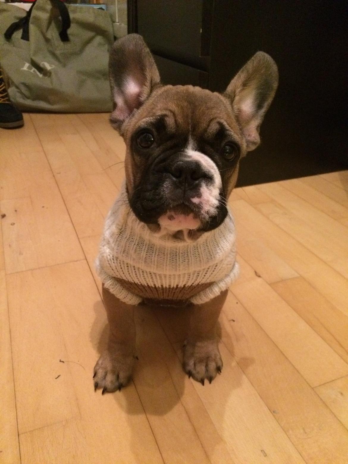 Fransk bulldog Tyson billede 11