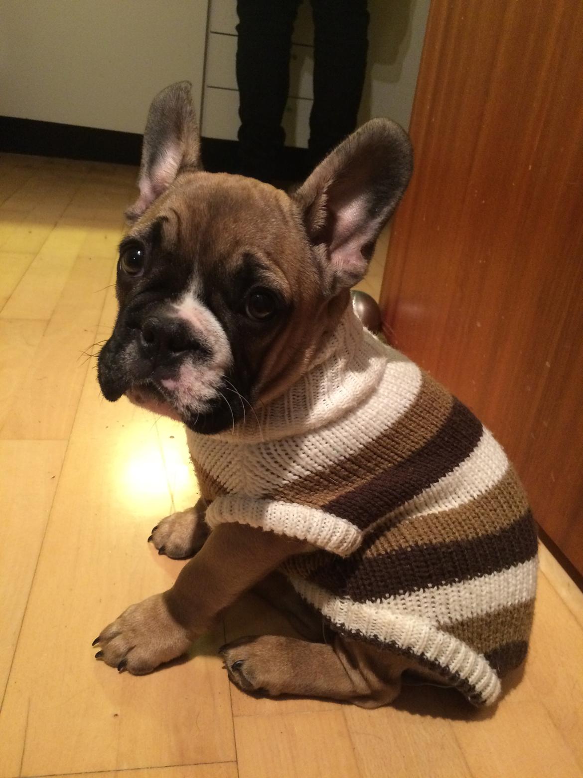 Fransk bulldog Tyson billede 12