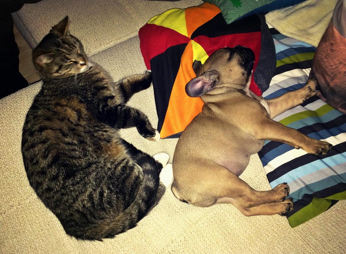 Fransk bulldog Tyson billede 13