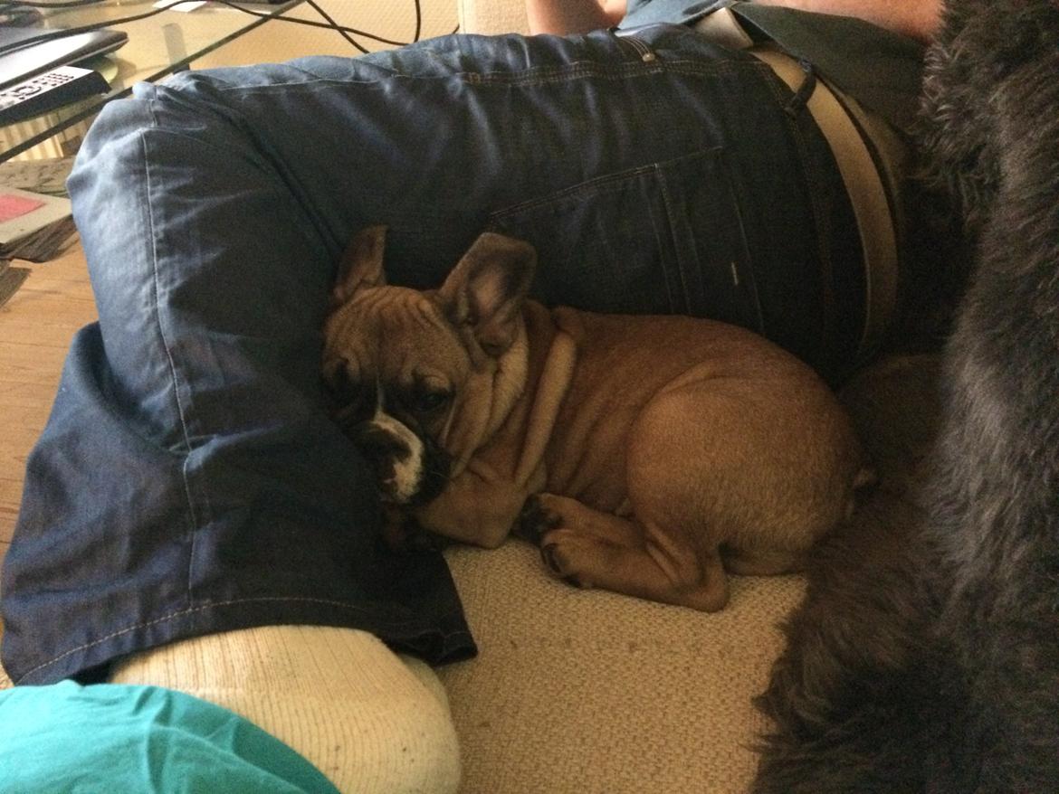 Fransk bulldog Tyson billede 14