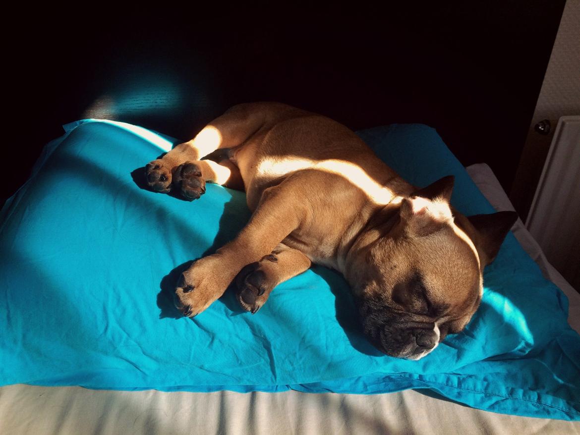 Fransk bulldog Tyson billede 15