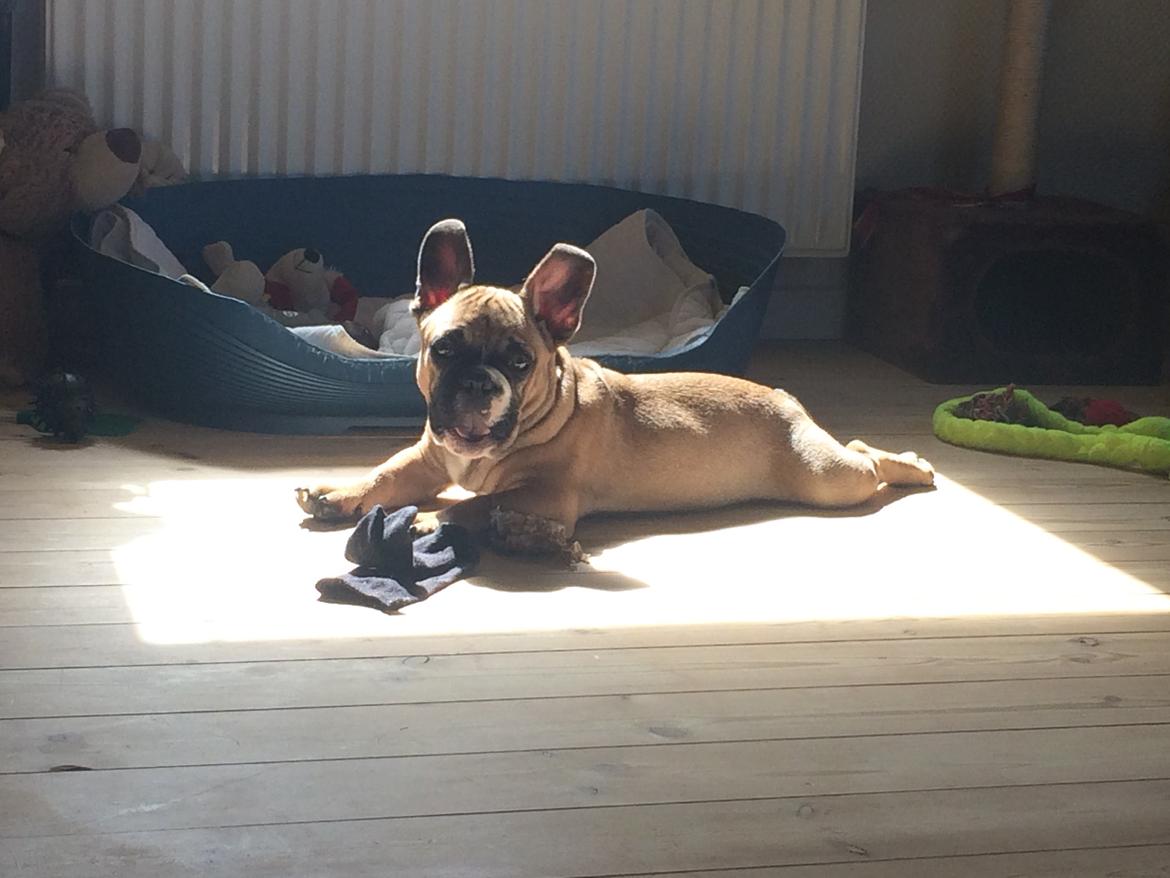 Fransk bulldog Tyson billede 16