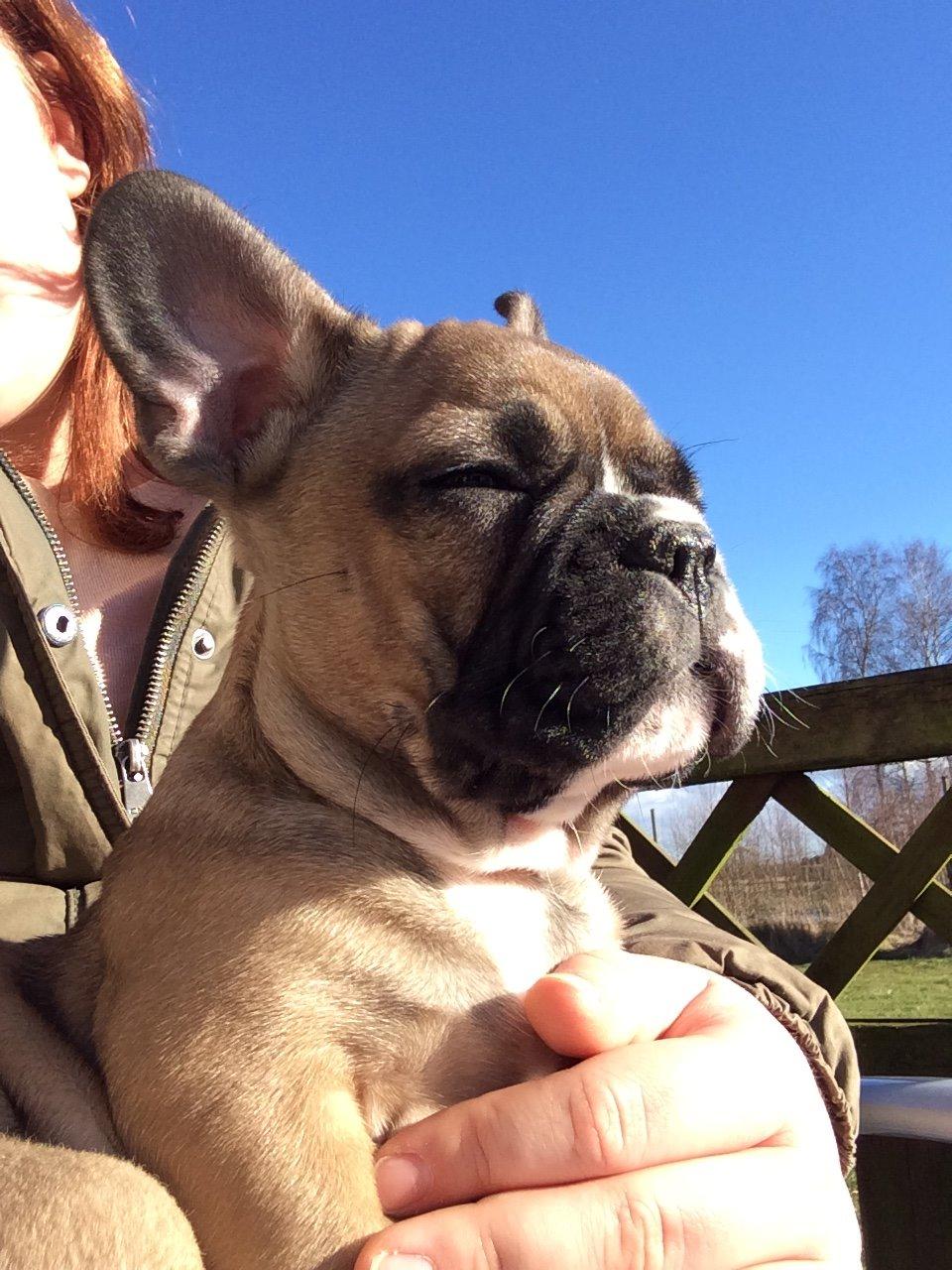 Fransk bulldog Tyson - Tyson's første sommerdag billede 8