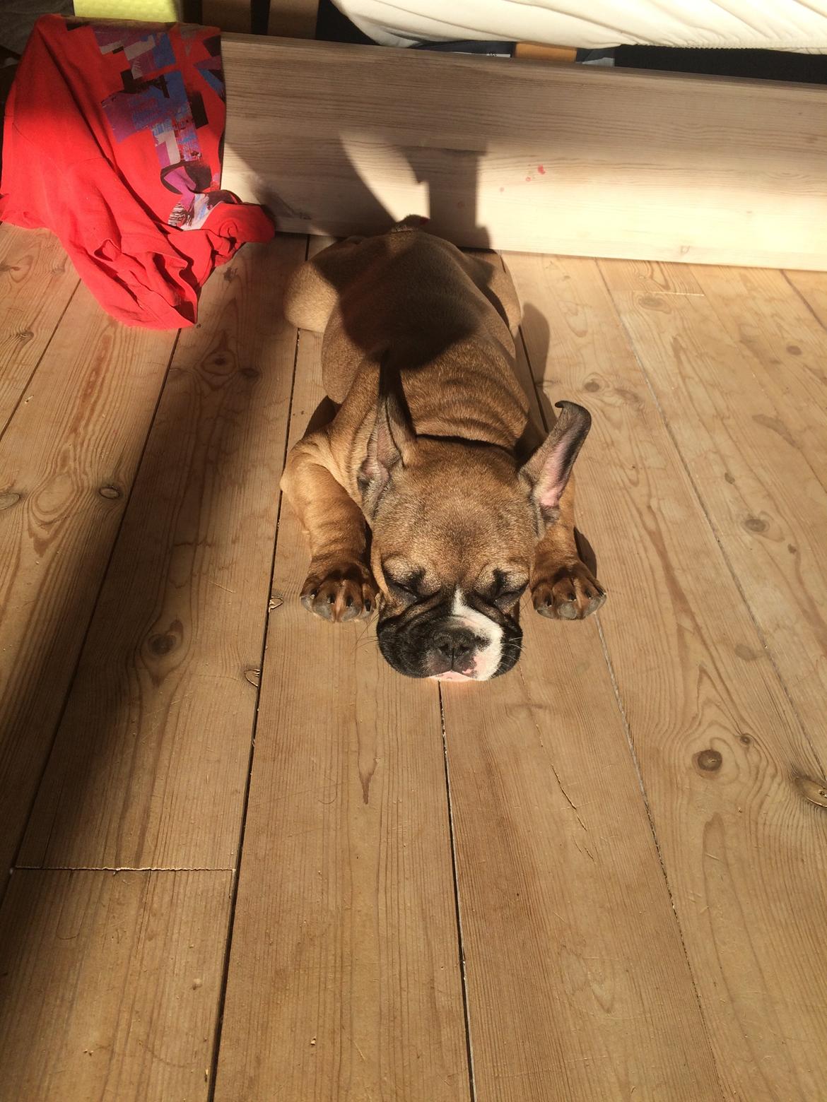 Fransk bulldog Tyson billede 18