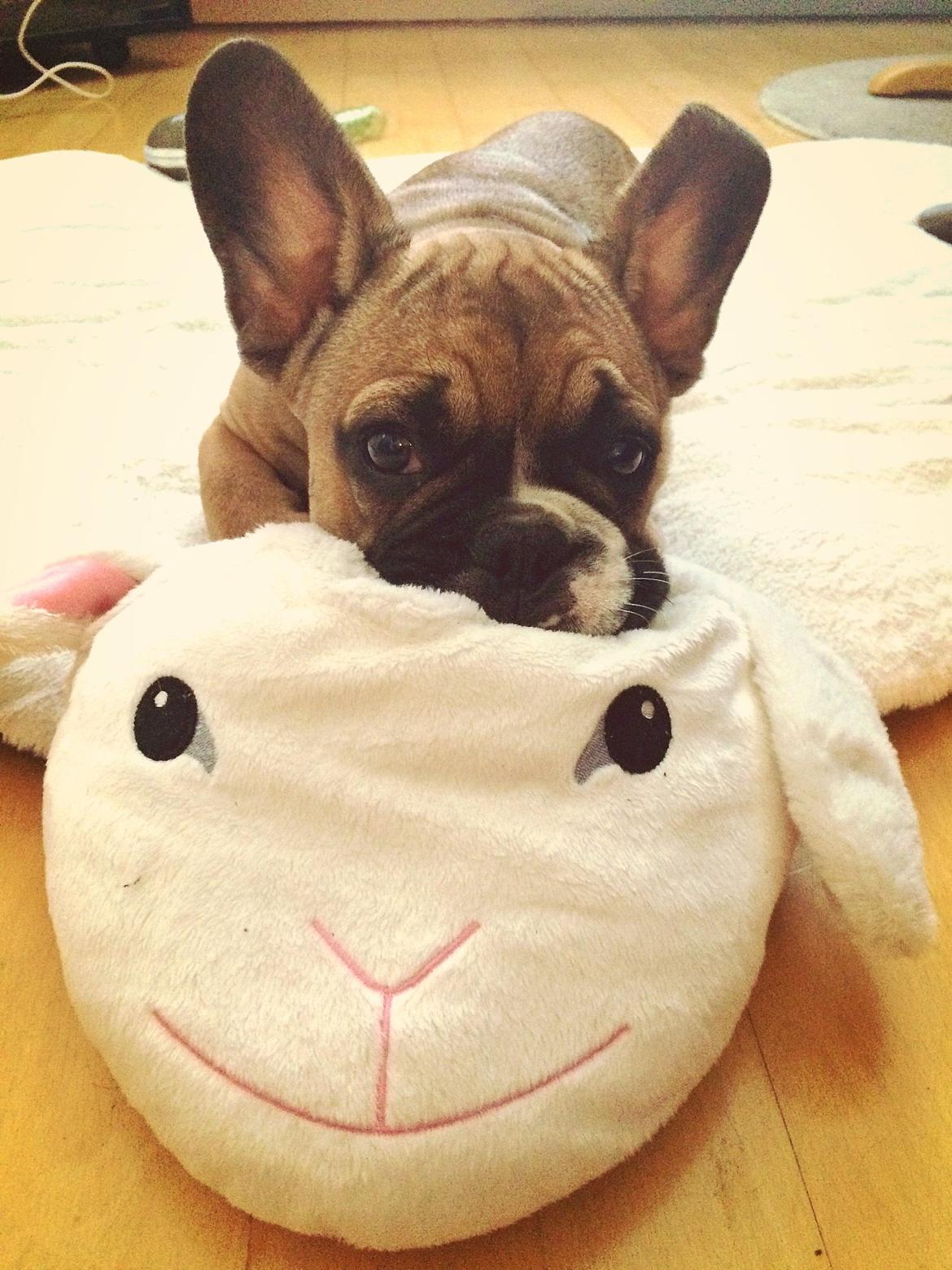 Fransk bulldog Tyson billede 19