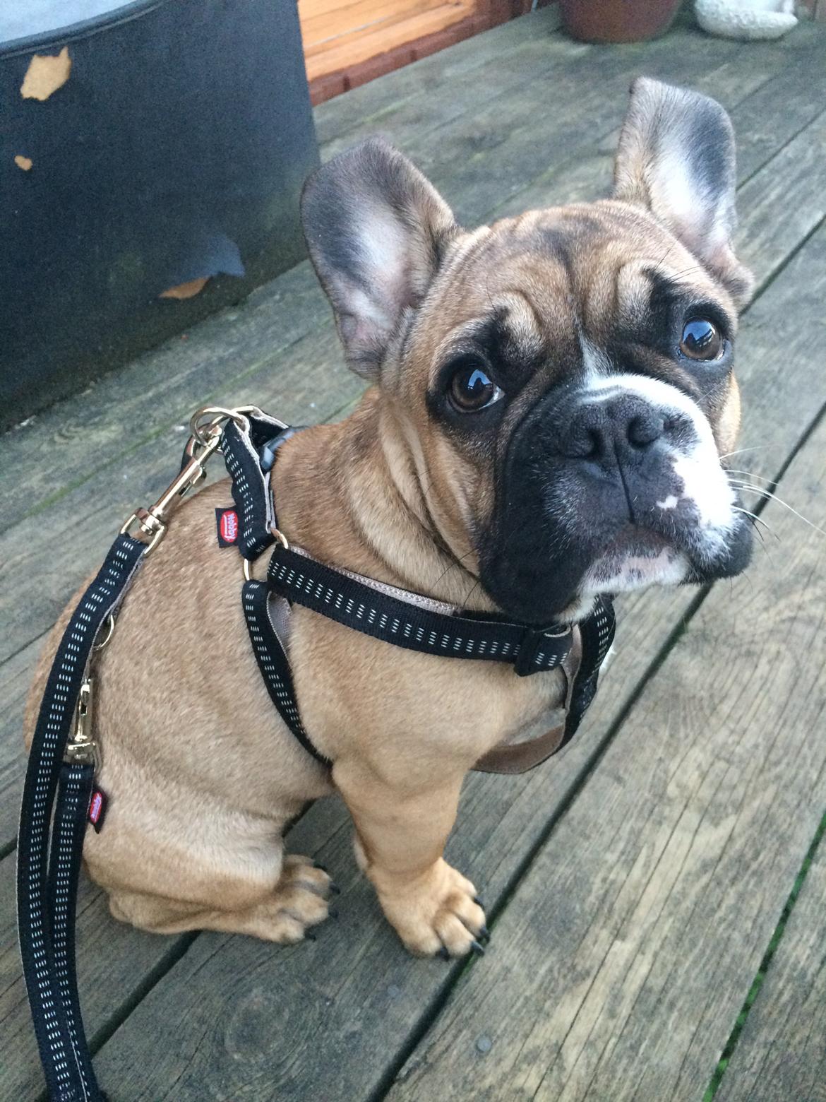 Fransk bulldog Tyson billede 20