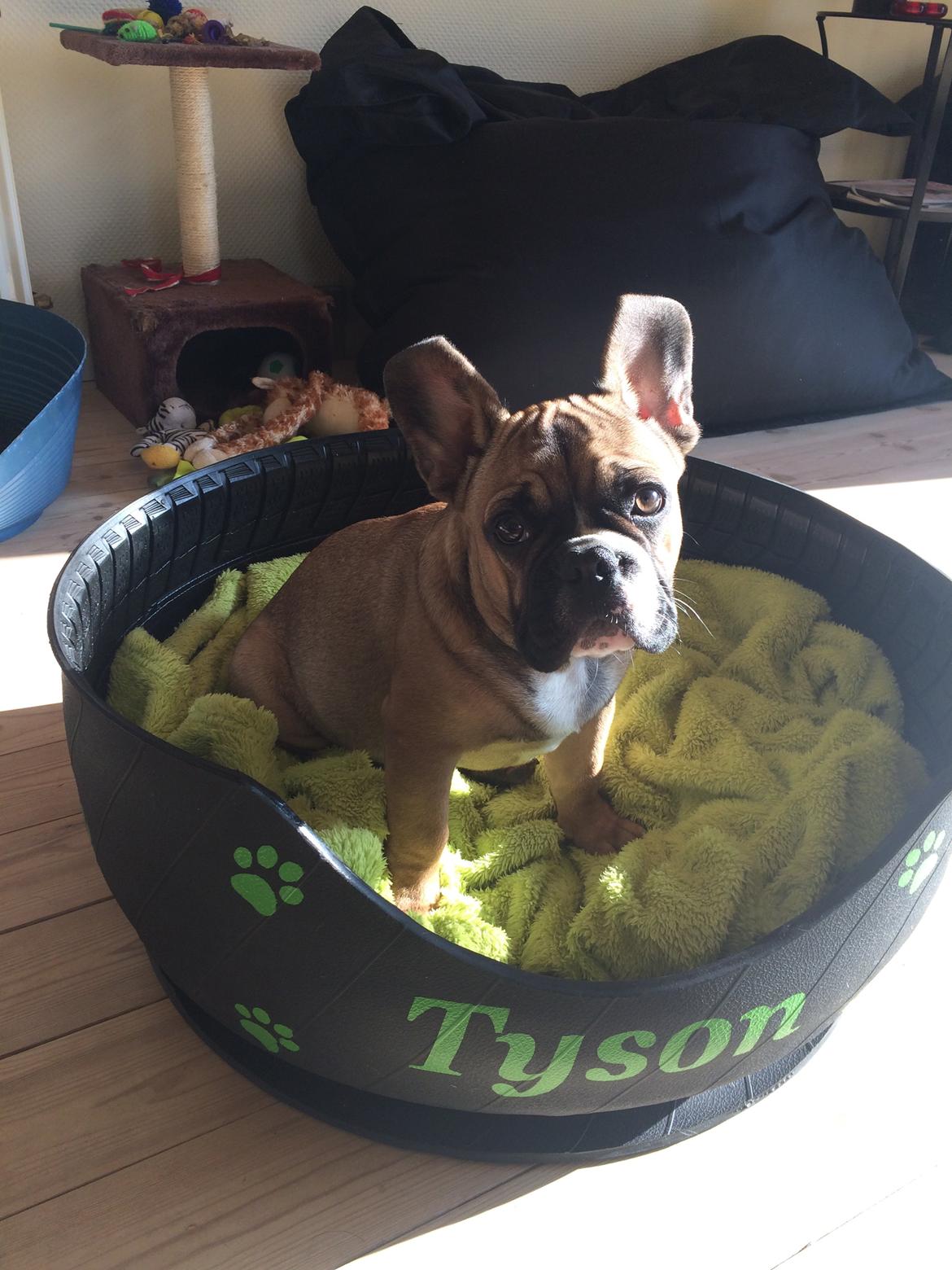 Fransk bulldog Tyson billede 21