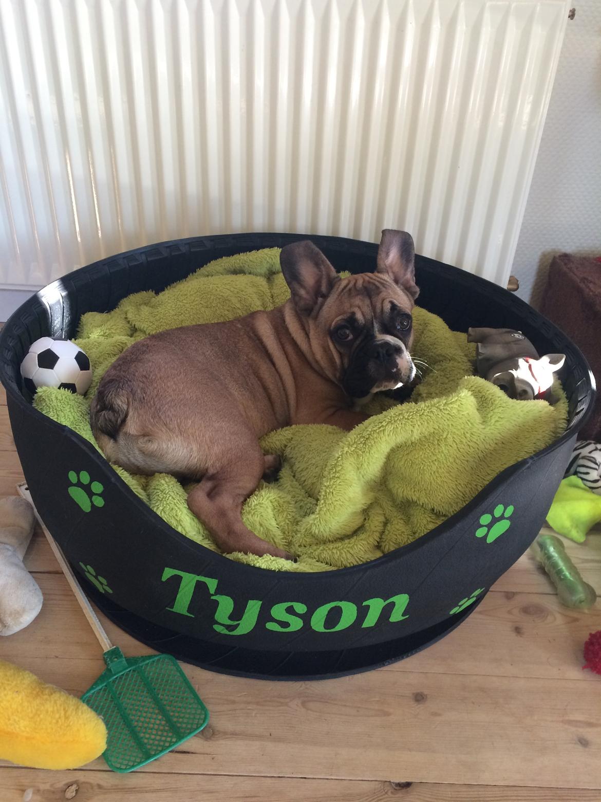 Fransk bulldog Tyson billede 22