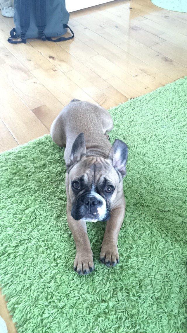 Fransk bulldog Tyson billede 23