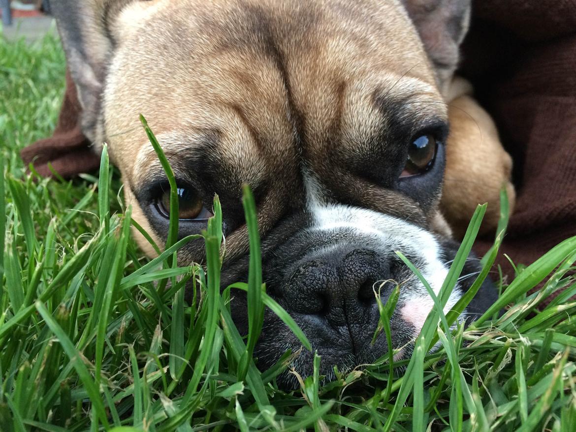 Fransk bulldog Tyson billede 24