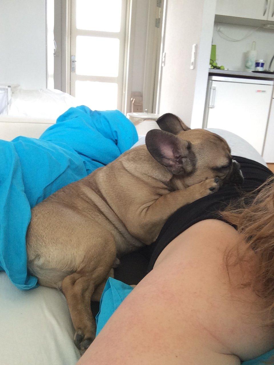 Fransk bulldog Tyson billede 25