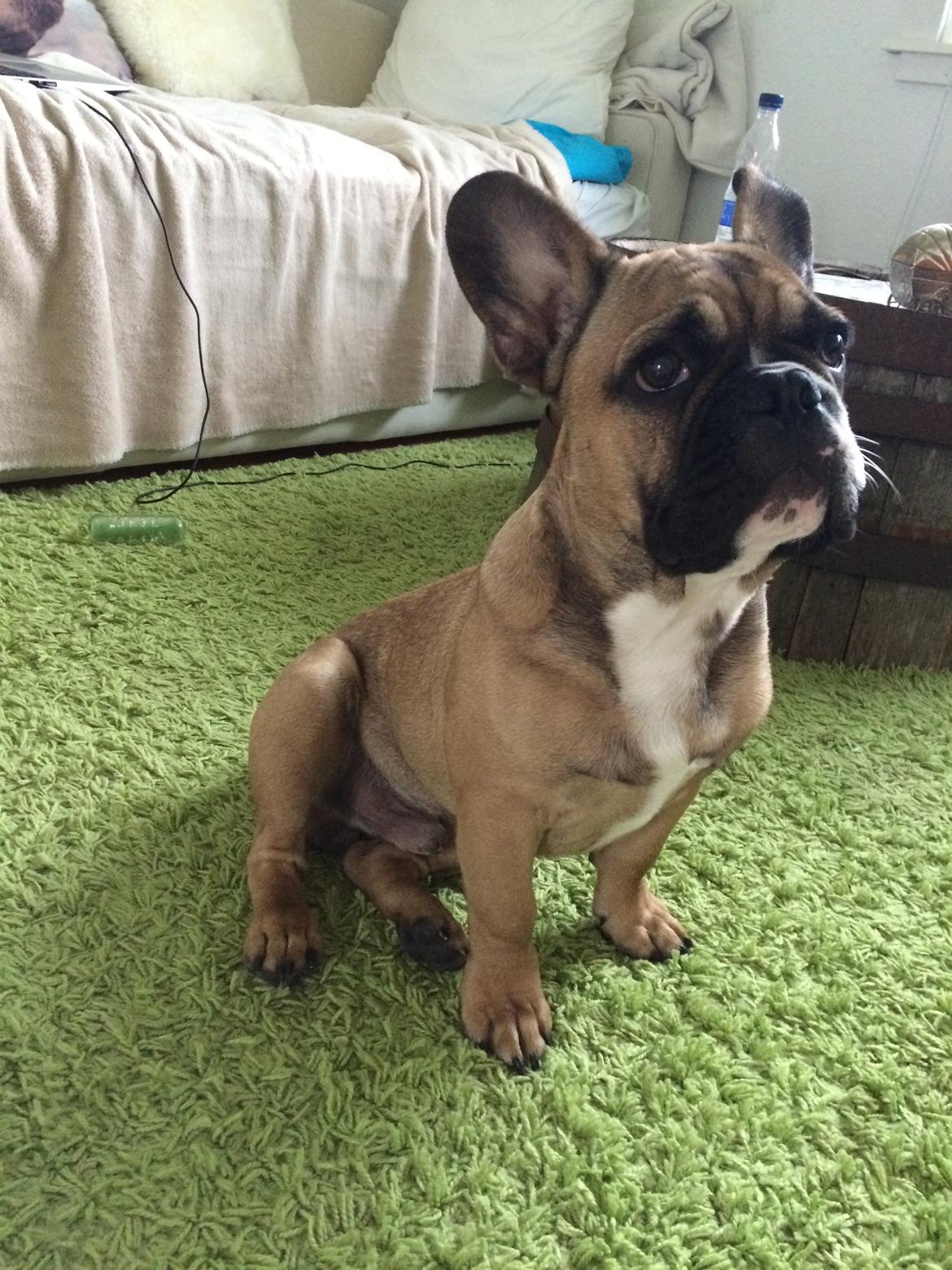 Fransk bulldog Tyson billede 26