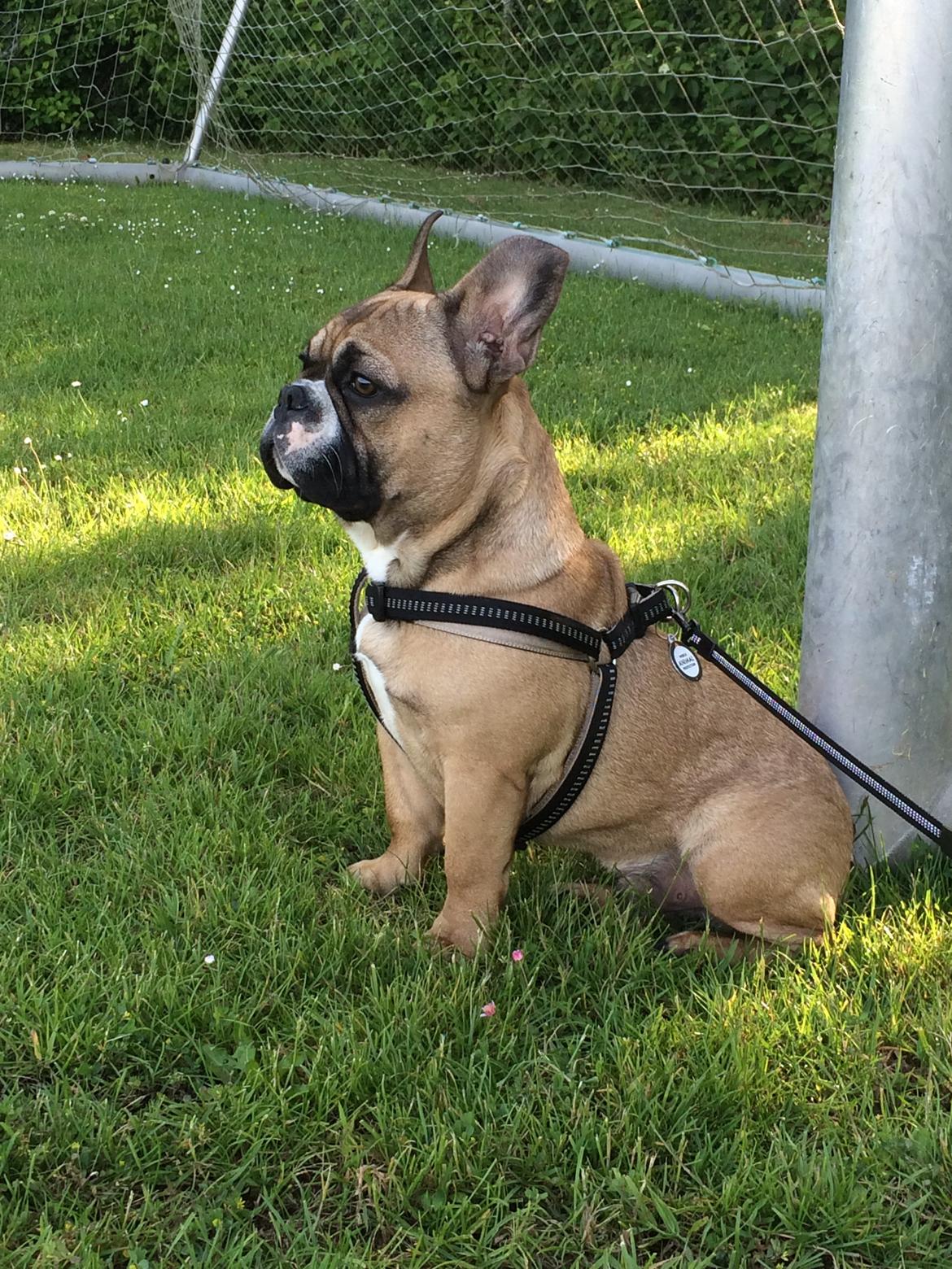 Fransk bulldog Tyson billede 30