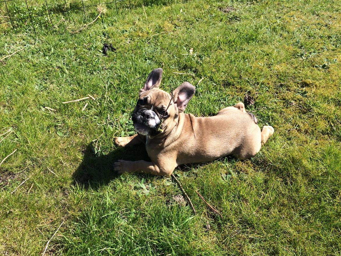 Fransk bulldog Tyson billede 17