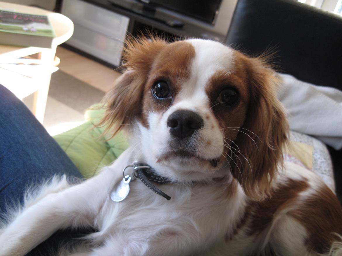 Cavalier king charles spaniel Eljen´s Lucca billede 13