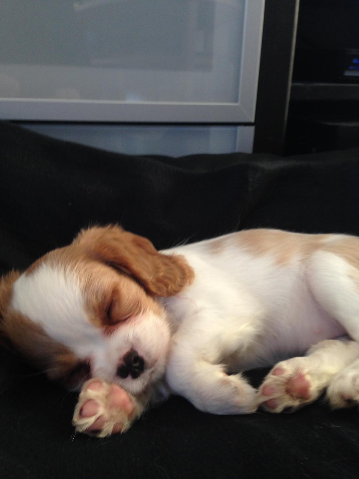 Cavalier king charles spaniel Eljen´s Lucca billede 14