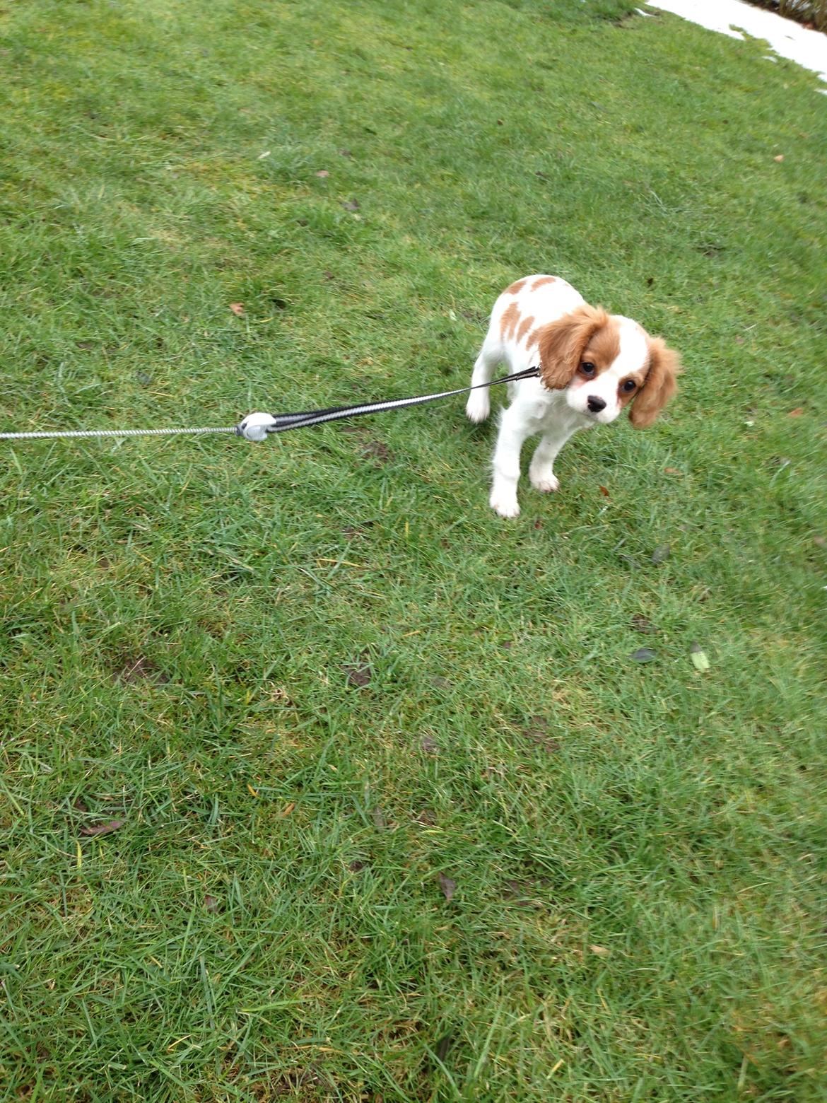 Cavalier king charles spaniel Eljen´s Lucca billede 15