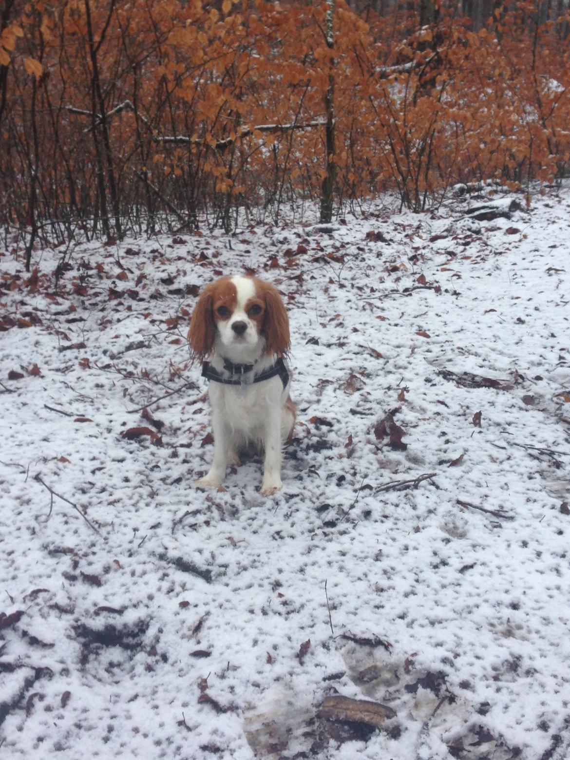 Cavalier king charles spaniel Eljen´s Lucca billede 16