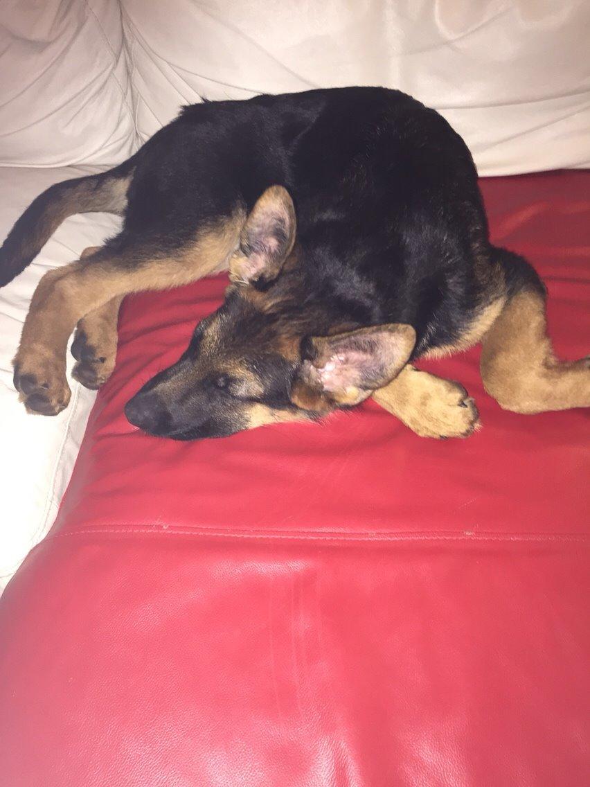 Schæferhund Kala-R.I.P billede 7