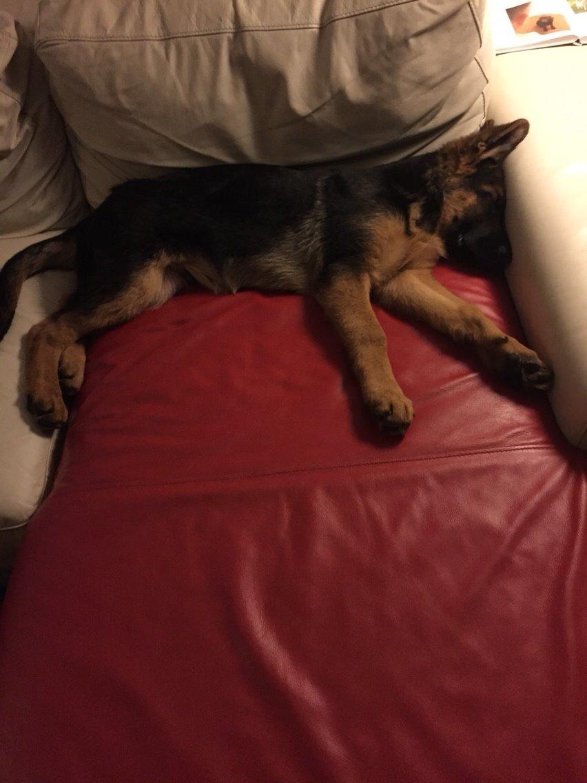 Schæferhund Kala-R.I.P billede 8
