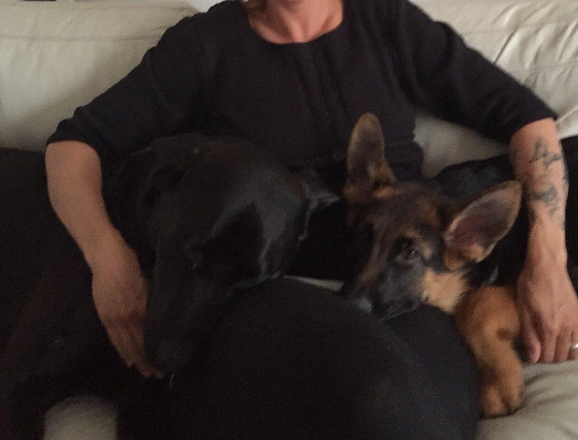 Schæferhund Kala-R.I.P billede 9