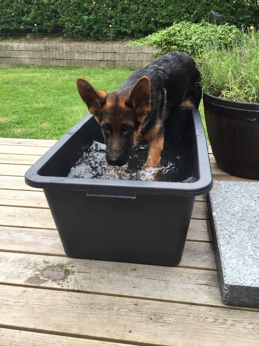 Schæferhund Kala-R.I.P billede 10