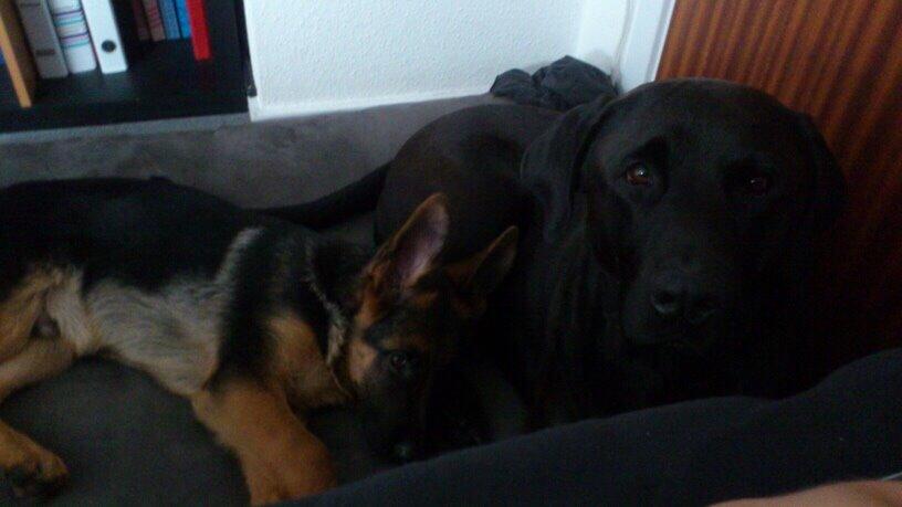 Schæferhund Kala-R.I.P billede 11