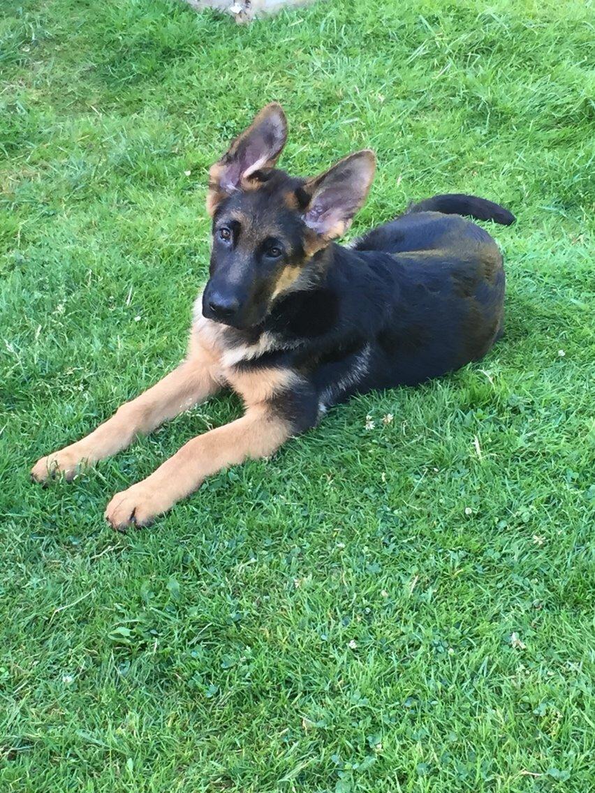 Schæferhund Kala-R.I.P billede 12