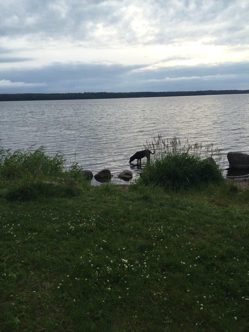 Blanding af racer Ecko broweiler R.I.P billede 10