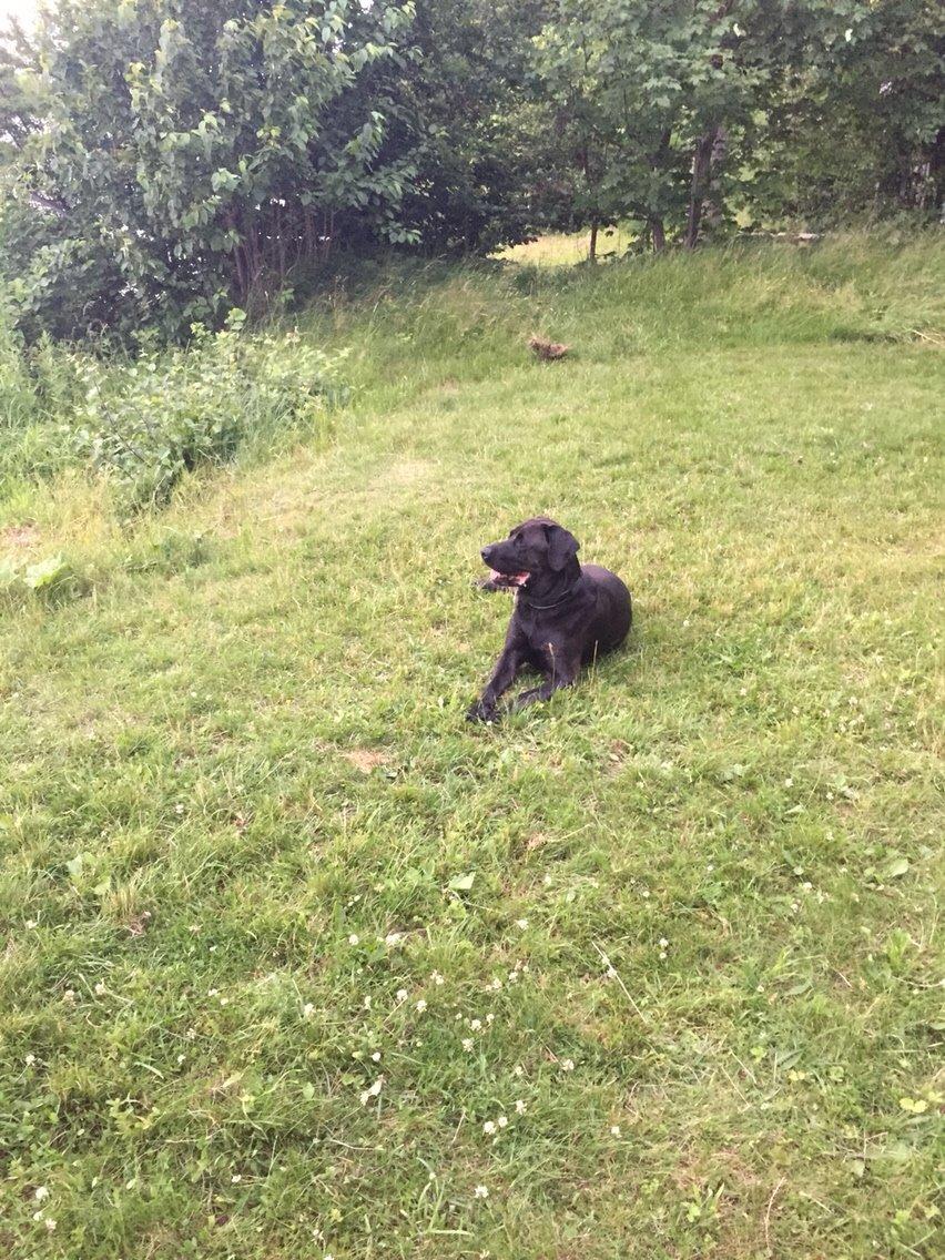 Blanding af racer Ecko broweiler R.I.P billede 12