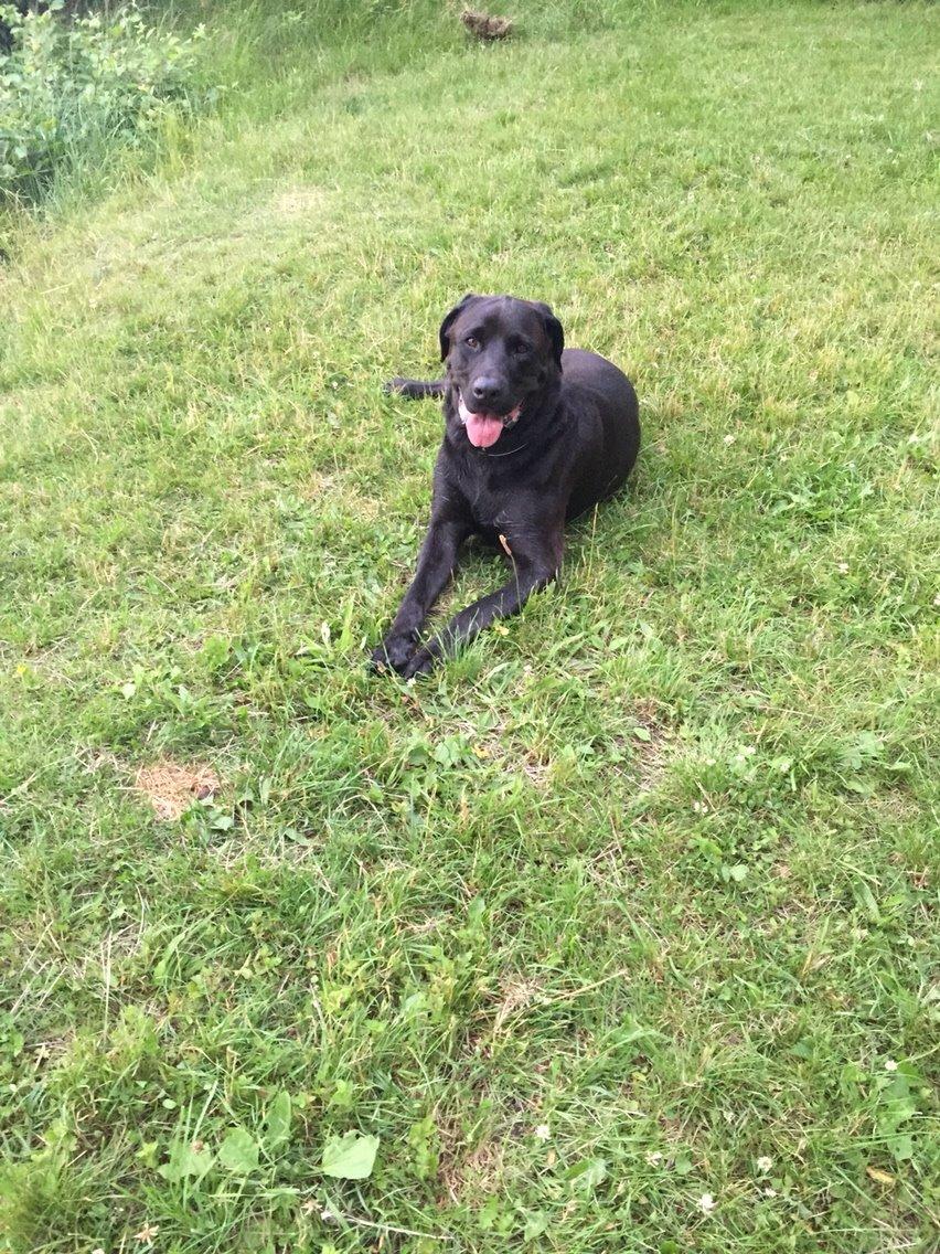 Blanding af racer Ecko broweiler R.I.P billede 13