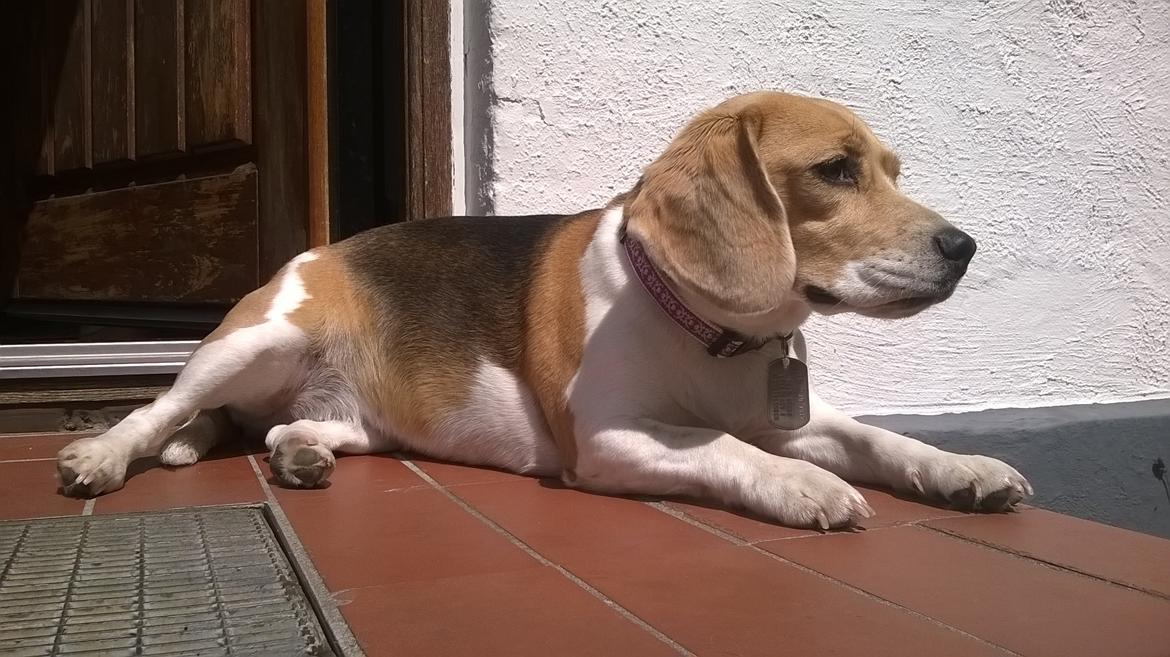 Beagle Carla, Clara, Bubbi eller "kom så møghund" billede 4