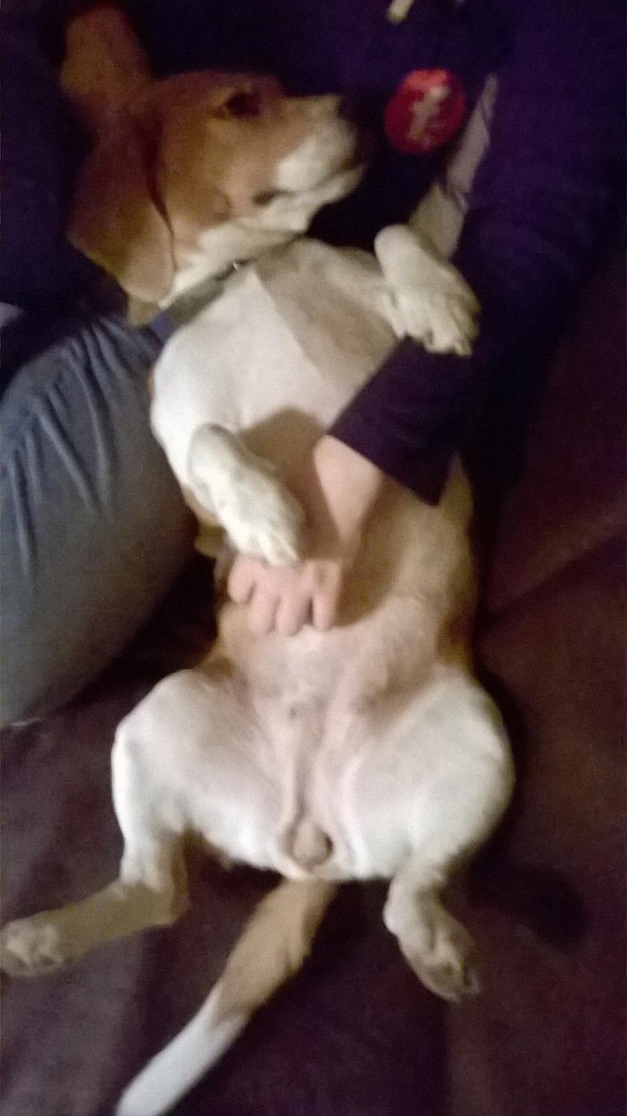 Beagle Carla, Clara, Bubbi eller "kom så møghund" billede 6