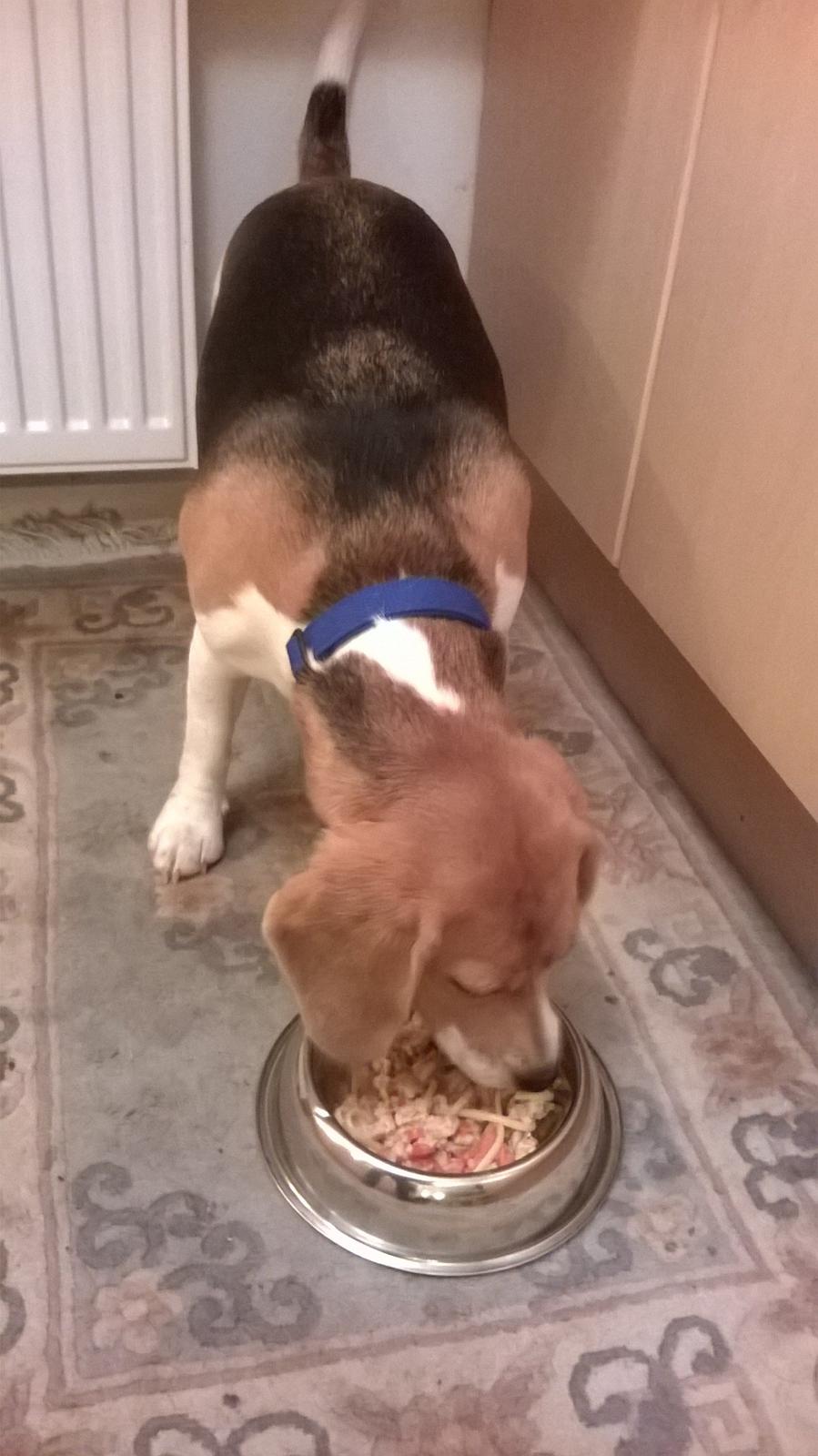 Beagle Carla, Clara, Bubbi eller "kom så møghund" billede 7