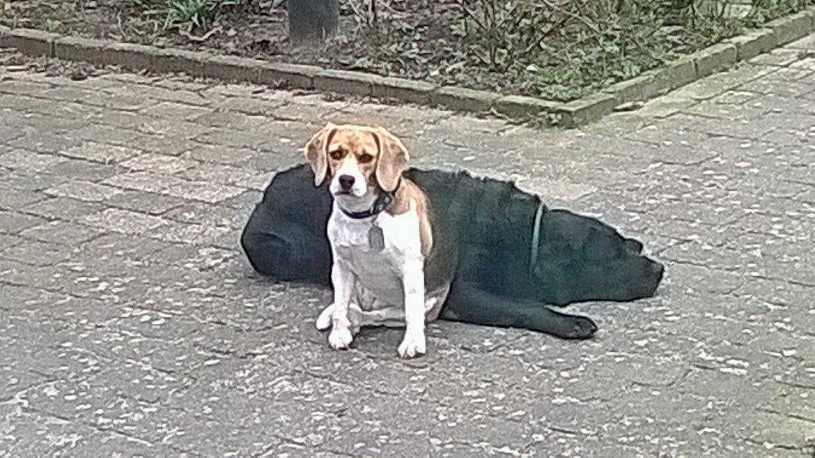 Beagle Carla, Clara, Bubbi eller "kom så møghund" billede 8