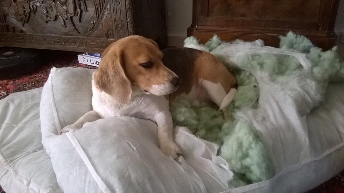 Beagle Carla, Clara, Bubbi eller "kom så møghund" billede 3