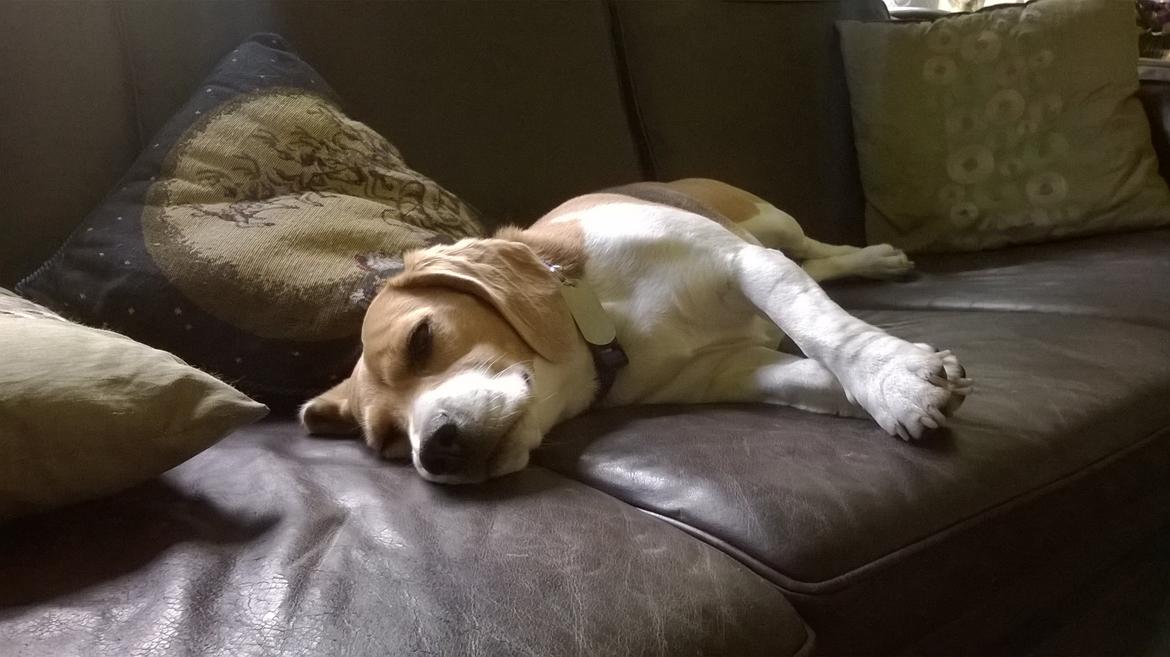 Beagle Carla, Clara, Bubbi eller "kom så møghund" billede 9