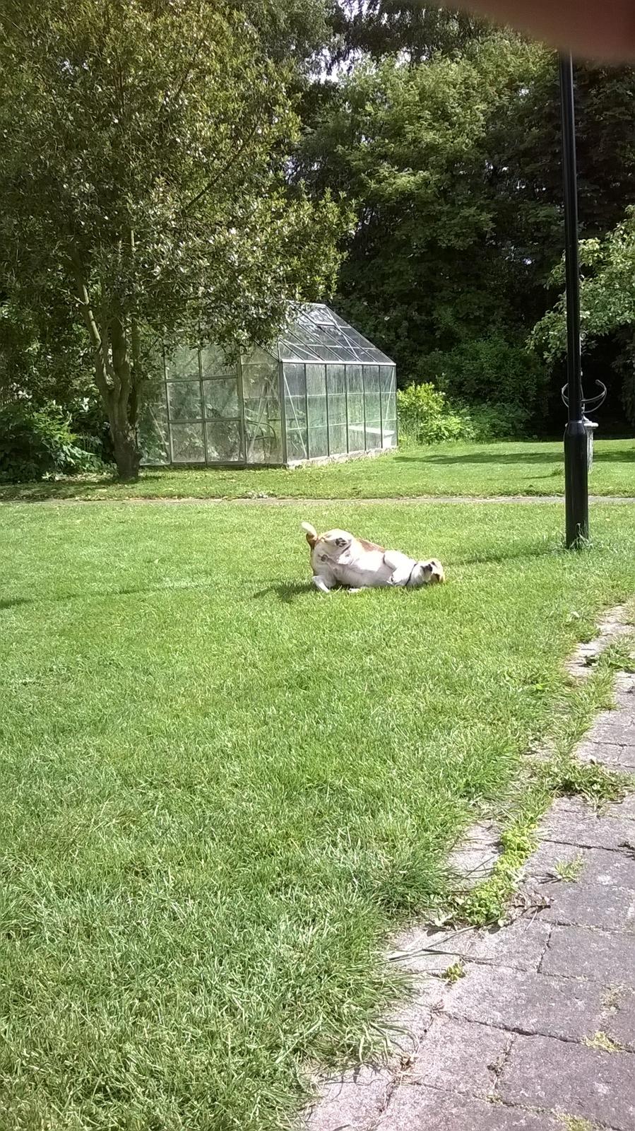 Beagle Carla, Clara, Bubbi eller "kom så møghund" billede 10