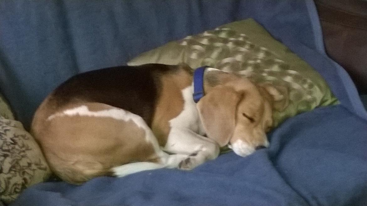 Beagle Carla, Clara, Bubbi eller "kom så møghund" billede 5