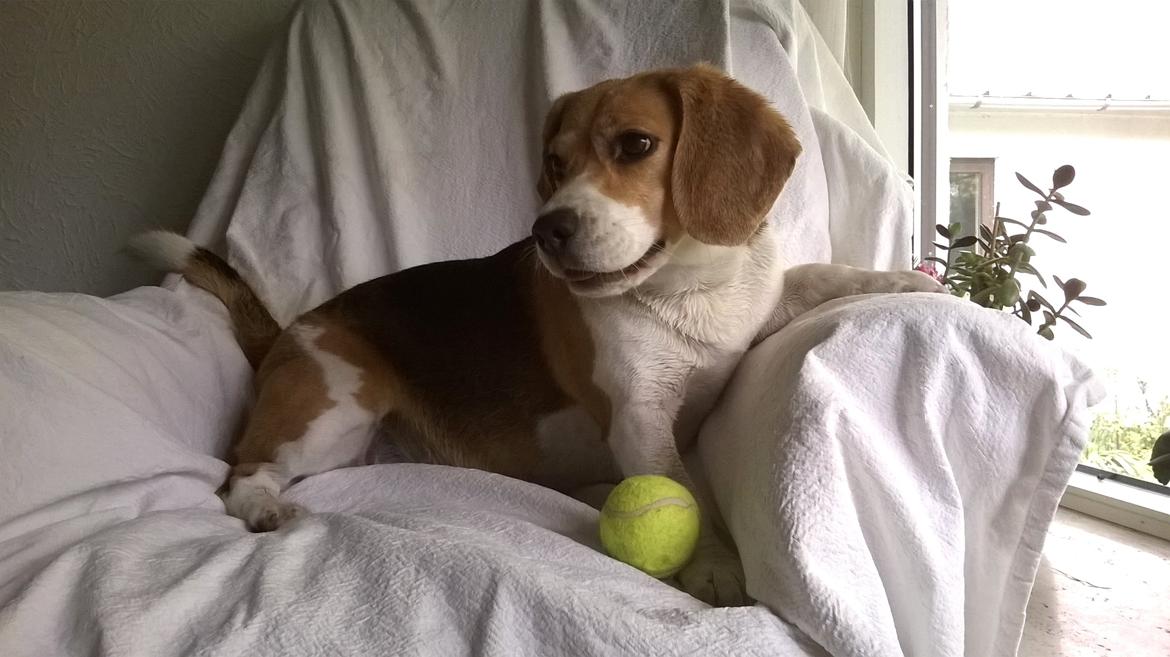 Beagle Carla, Clara, Bubbi eller "kom så møghund" billede 1