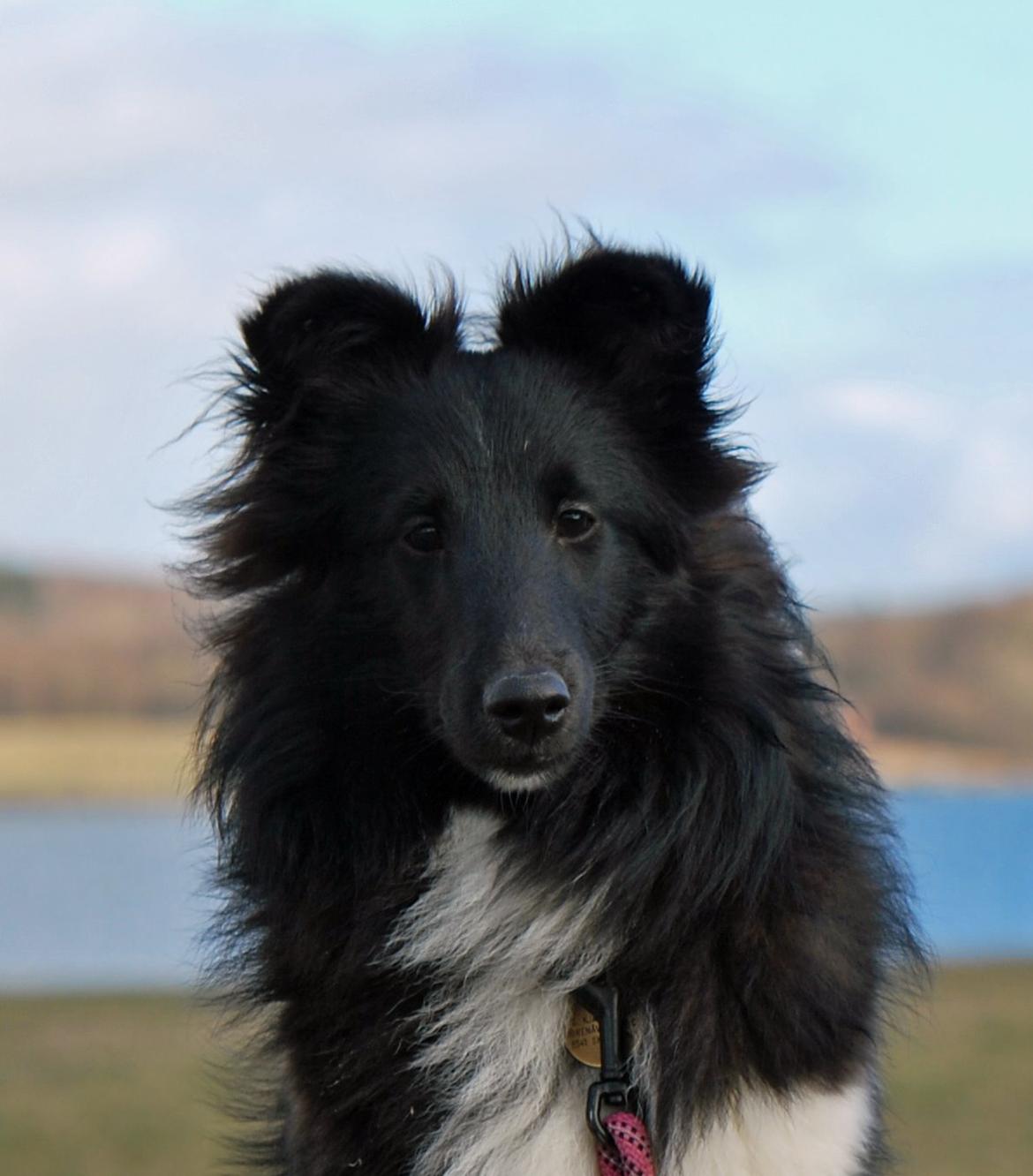Shetland sheepdog Svala billede 20