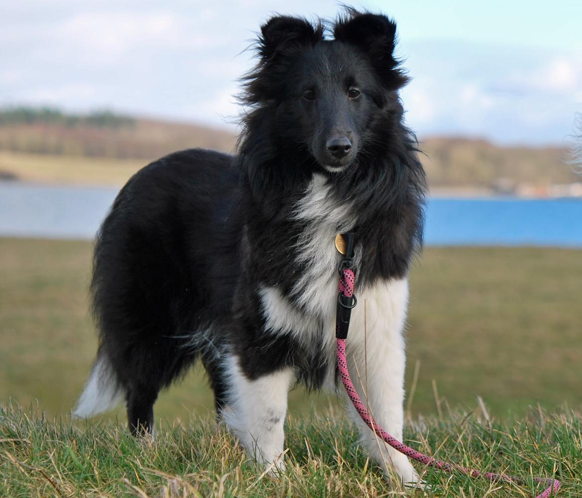 Shetland sheepdog Svala billede 19
