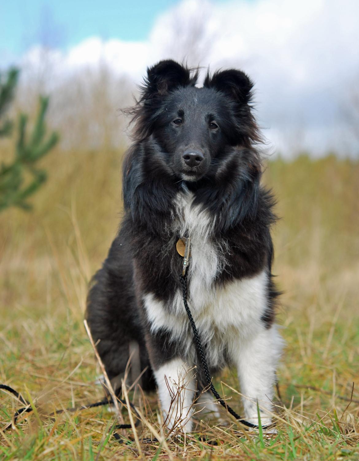 Shetland sheepdog Svala billede 21