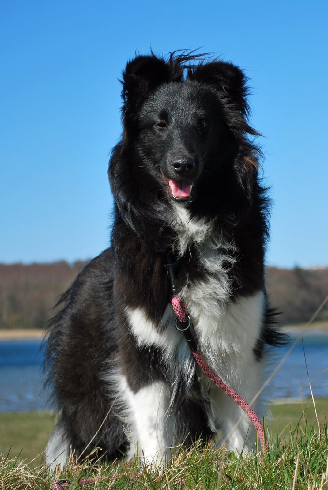 Shetland sheepdog Svala billede 1