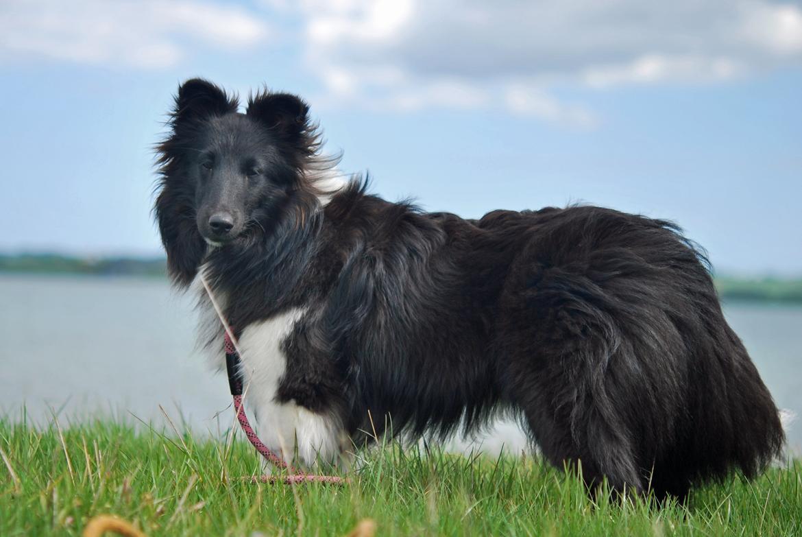 Shetland sheepdog Svala billede 22
