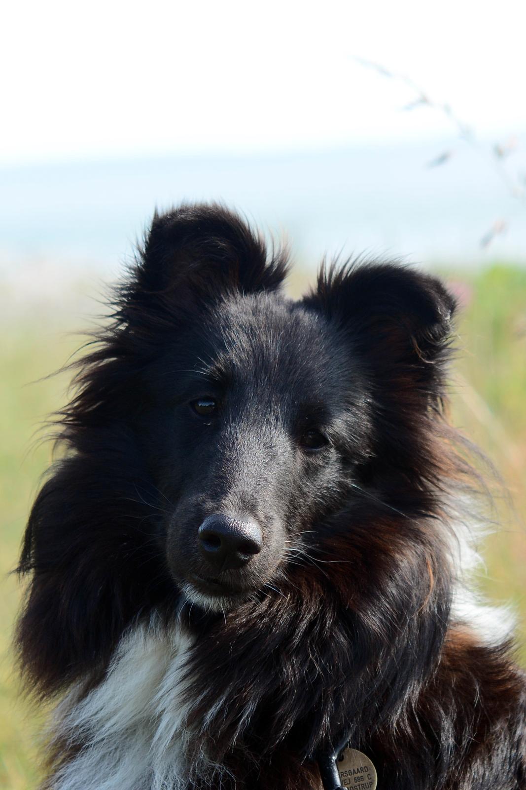Shetland sheepdog Svala billede 23